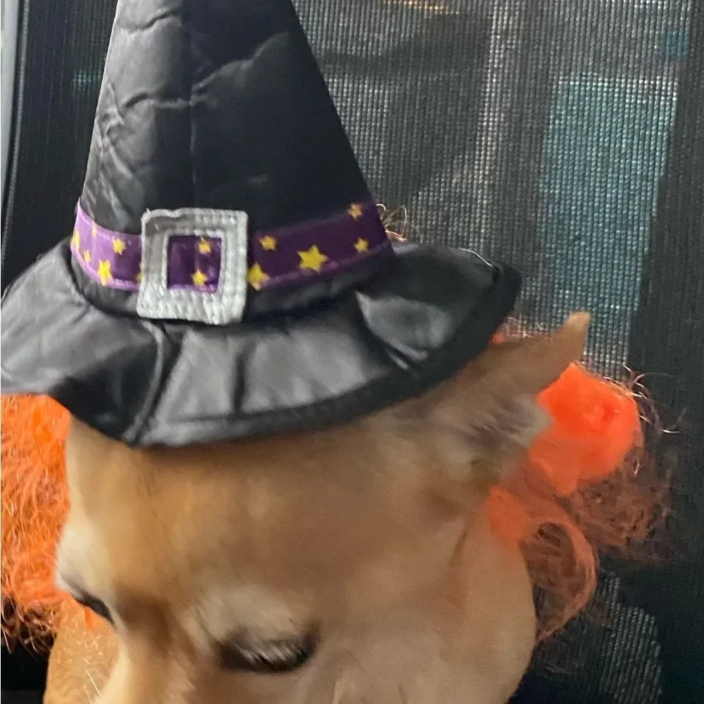 Dog Halloween Witch Hat Costume